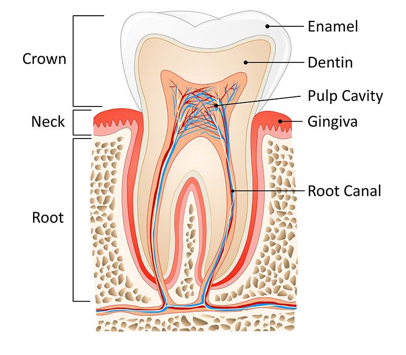 Root Canal Treatment in Lucknow